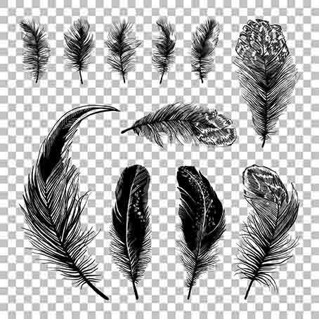 Feather